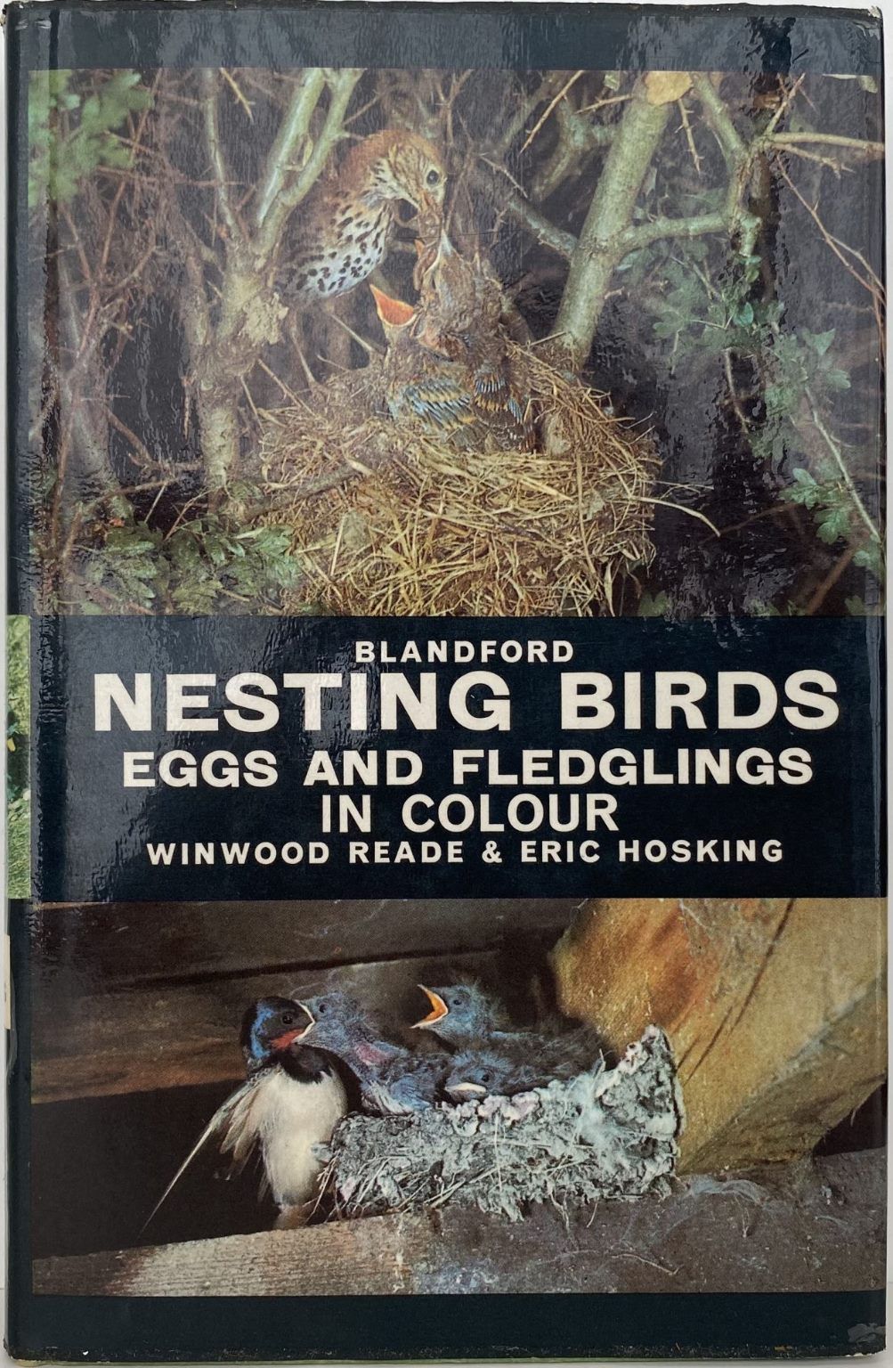 NESTING BIRDS, EGGS AND FLEDGLINGS in Colour
