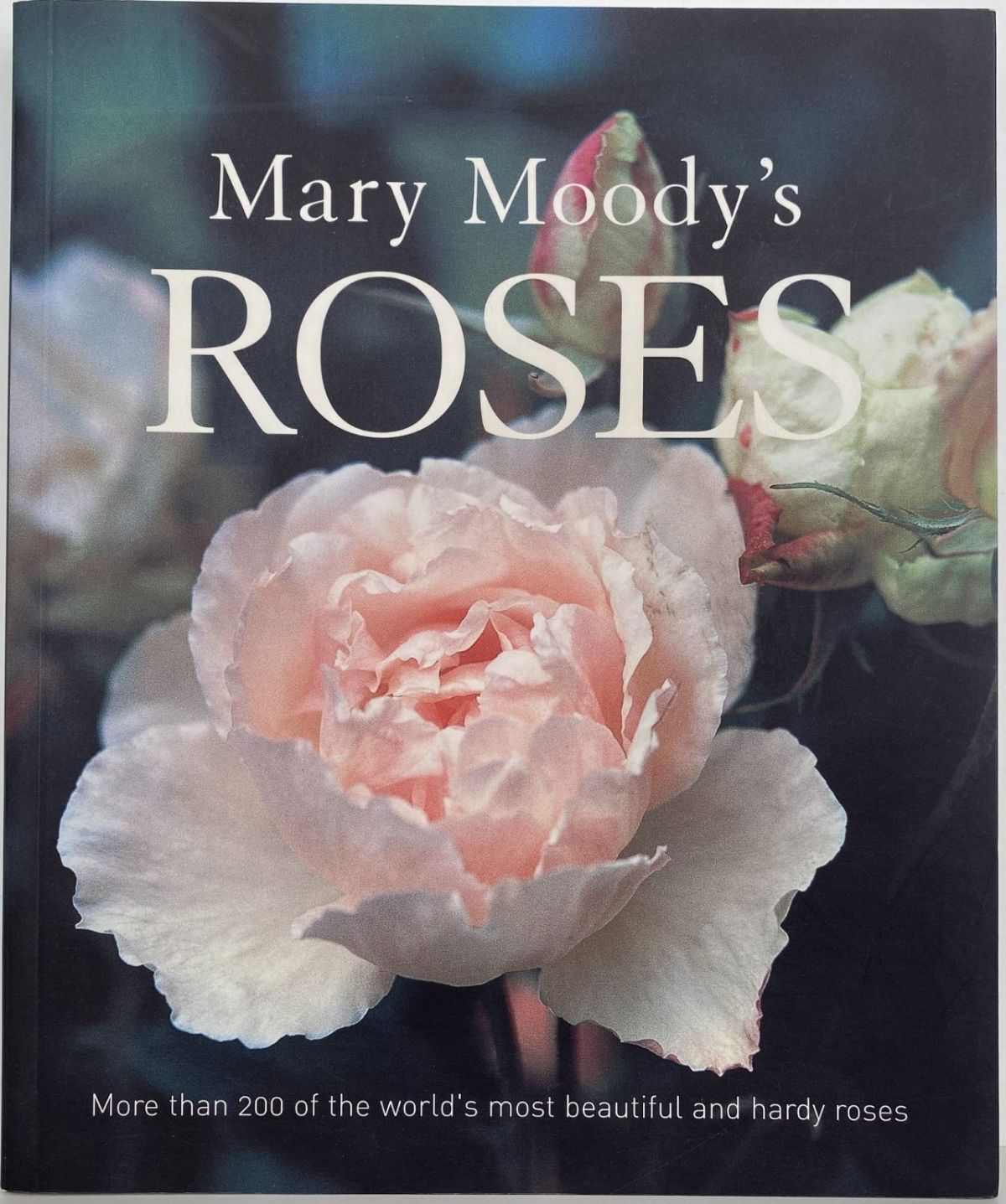 Mary Moody's Roses