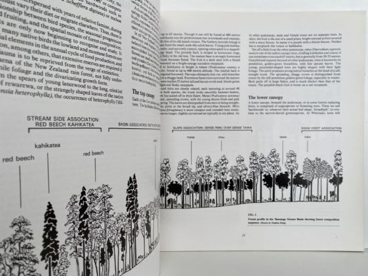 TO SAVE A FOREST: Whirinaki