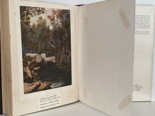THE NEW STORY OF THE KAURI