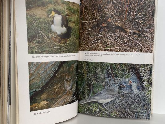NEW ZEALAND BIRDS