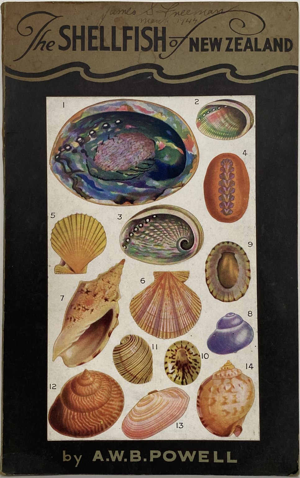 The SHELLFISH of NEW ZEALAND: An Illustrated Handbook