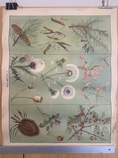 VINTAGE POSTER: No. 12 - How Seeds Travel