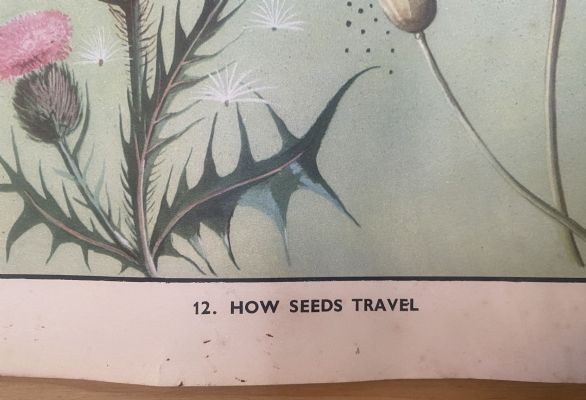 VINTAGE POSTER: No. 12 - How Seeds Travel