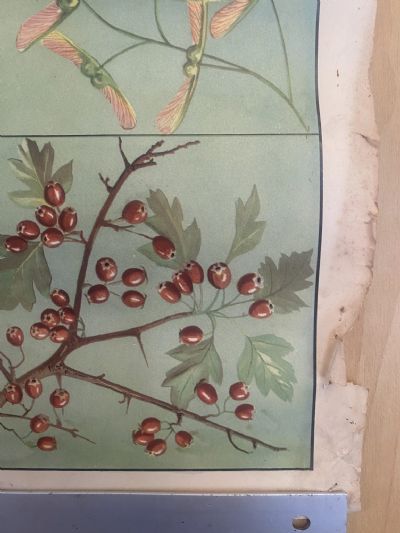 VINTAGE POSTER: No. 12 - How Seeds Travel