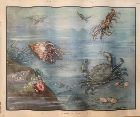VINTAGE POSTER: No. 37 - The Crab with a Long Tail 