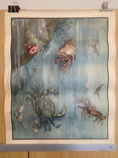 VINTAGE POSTER: No. 37 - The Crab with a Long Tail