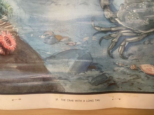 VINTAGE POSTER: No. 37 - The Crab with a Long Tail