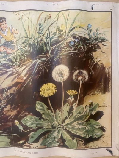 VINTAGE POSTER: No. 15 - The Dandelion Clocks