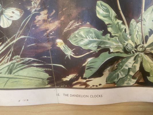 VINTAGE POSTER: No. 15 - The Dandelion Clocks