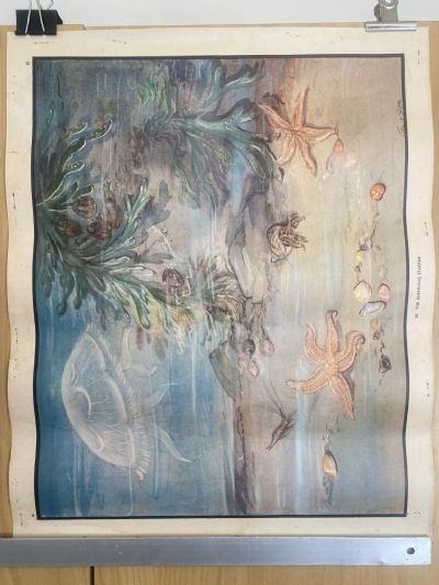 VINTAGE POSTER: No. 38 - The Surprising Starfish