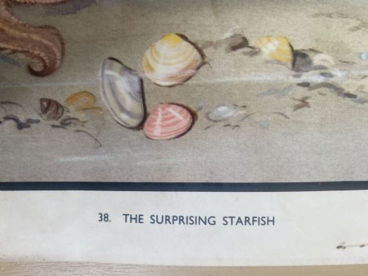 VINTAGE POSTER: No. 38 - The Surprising Starfish