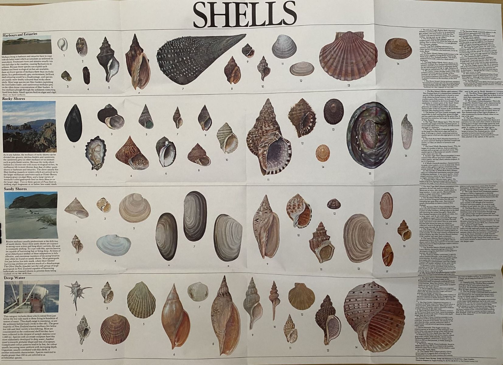 VINTAGE POSTER: Shells of New Zealand