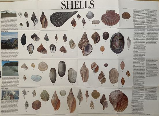 VINTAGE POSTER: Shells of New Zealand 