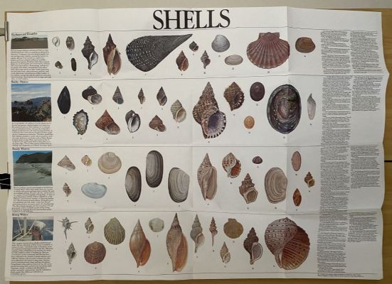 VINTAGE POSTER: Shells of New Zealand