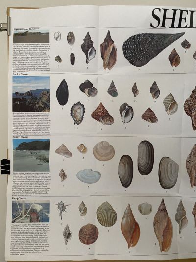 VINTAGE POSTER: Shells of New Zealand