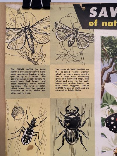 VINTAGE POSTER: Savings Calendar of Native Insects / NZ Savings Committee 1958