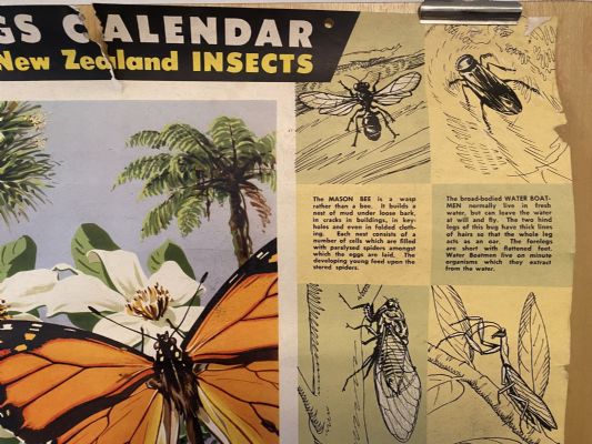VINTAGE POSTER: Savings Calendar of Native Insects / NZ Savings Committee 1958