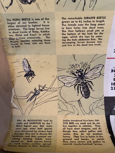 VINTAGE POSTER: Savings Calendar of Native Insects / NZ Savings Committee 1958