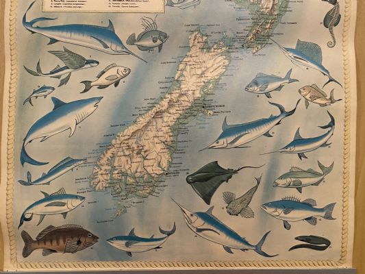 VINTAGE POSTER: UBD Pictorial Map of New Zealand Fishes