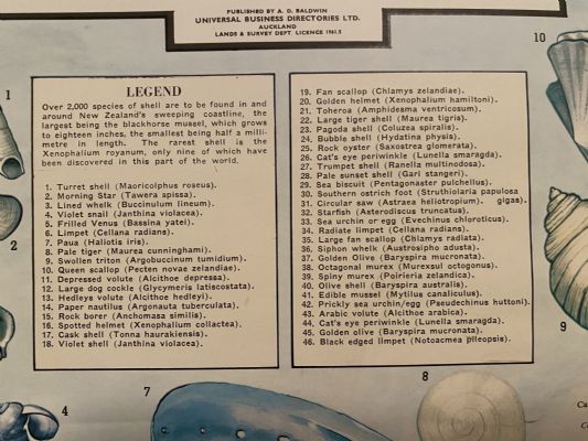 VINTAGE POSTER: UBD Pictorial Map of New Zealand Shells