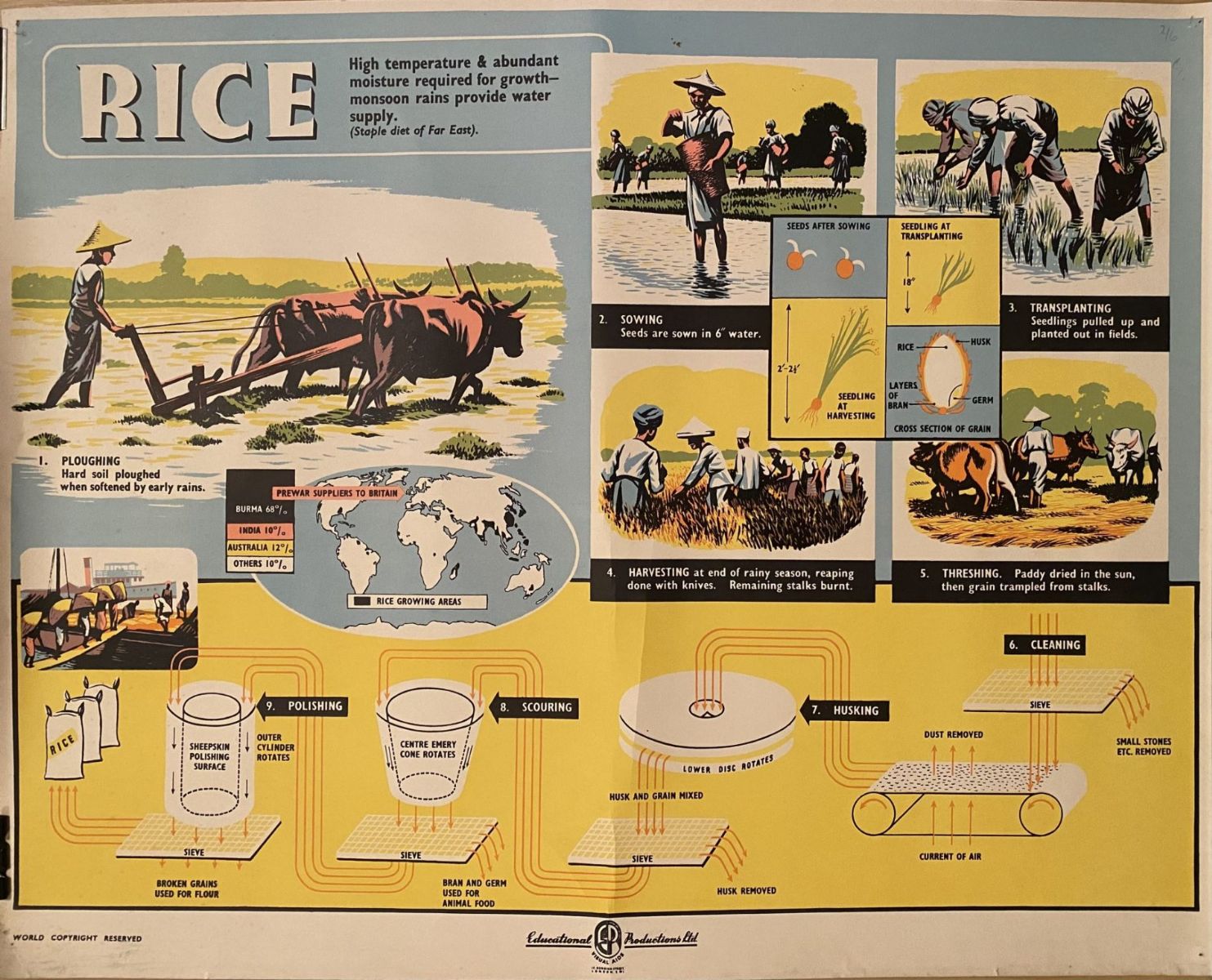 VINTAGE POSTER: Rice - How it is Grown and Sold