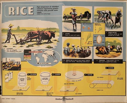 VINTAGE POSTER: Rice - How it is Grown and Sold 