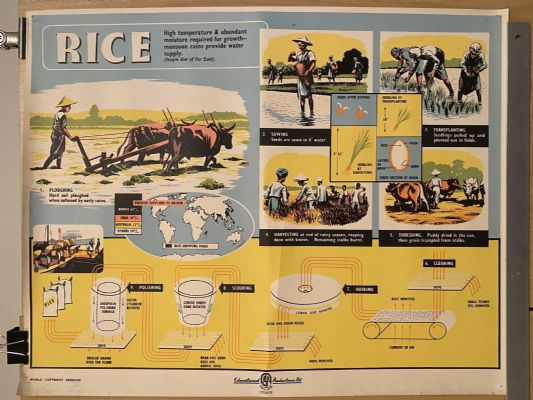 VINTAGE POSTER: Rice - How it is Grown and Sold