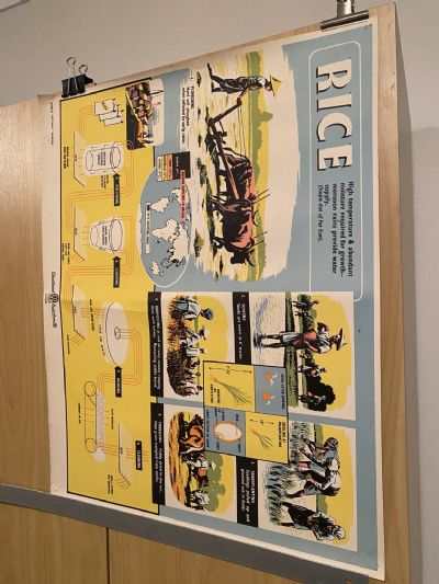 VINTAGE POSTER: Rice - How it is Grown and Sold