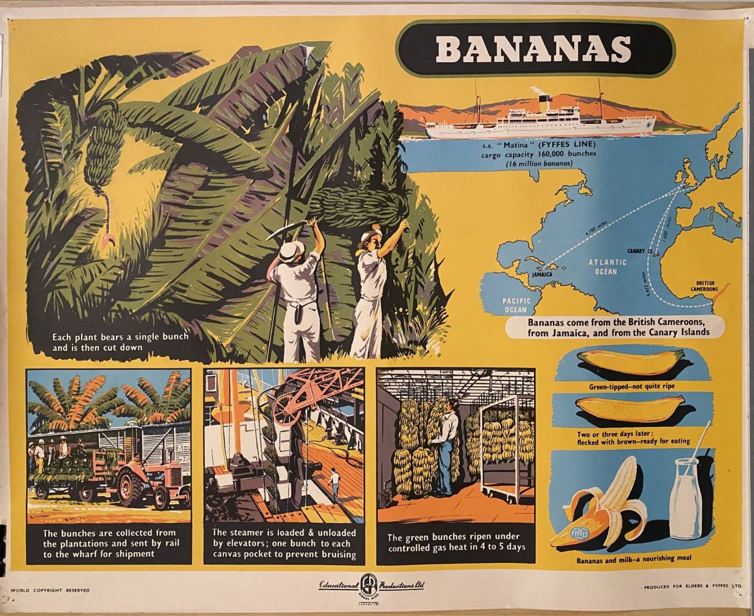 VINTAGE POSTER: Bananas - How they are Grown and Sold 1950s