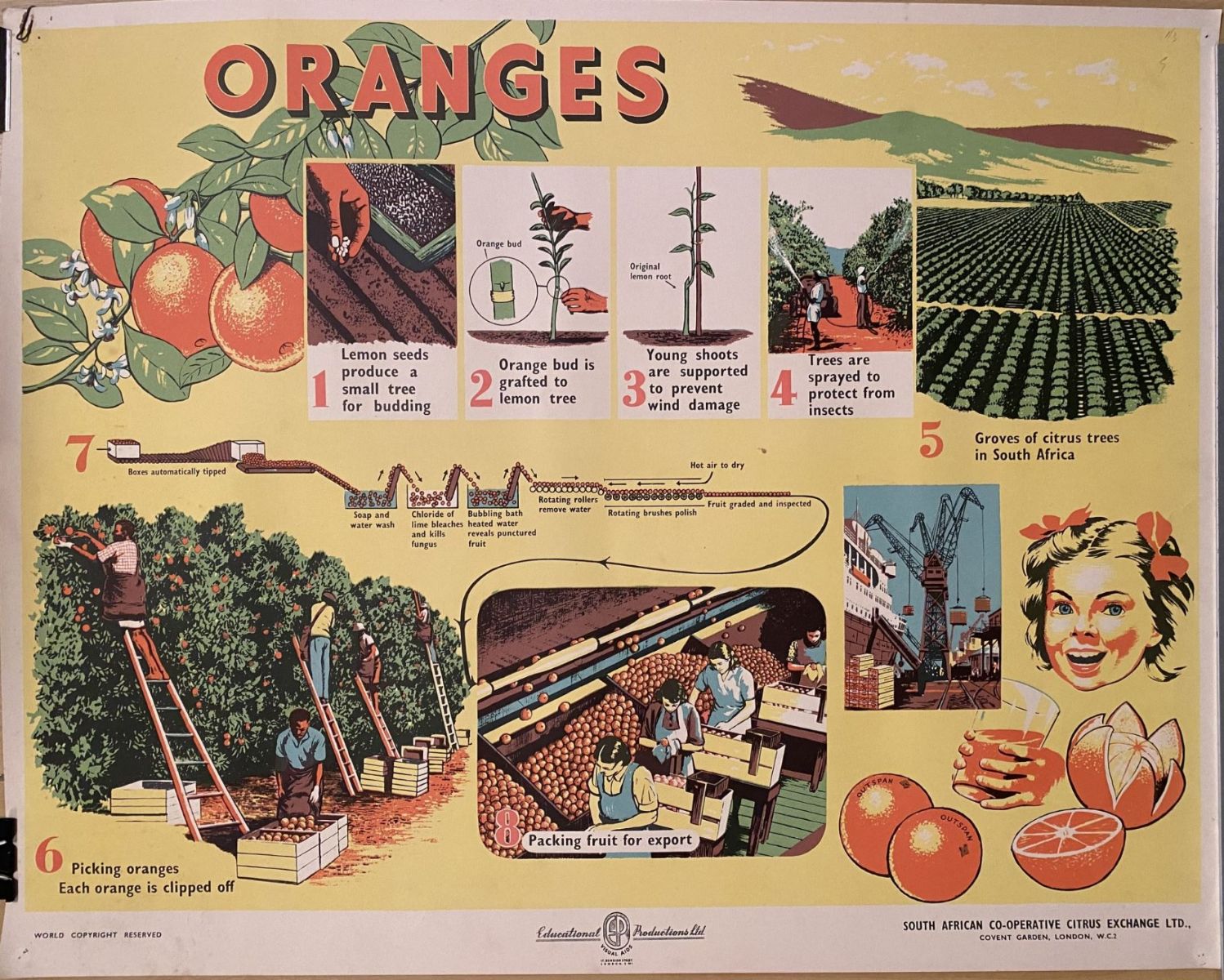 VINTAGE POSTER: Oranges