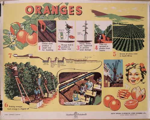 VINTAGE POSTER: Oranges 