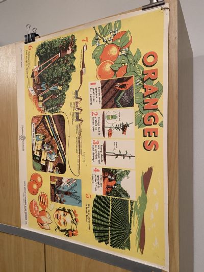 VINTAGE POSTER: Oranges