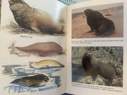 MAMMALS OF NEW ZEALAND: A complete guide to all species of land and marine mammals