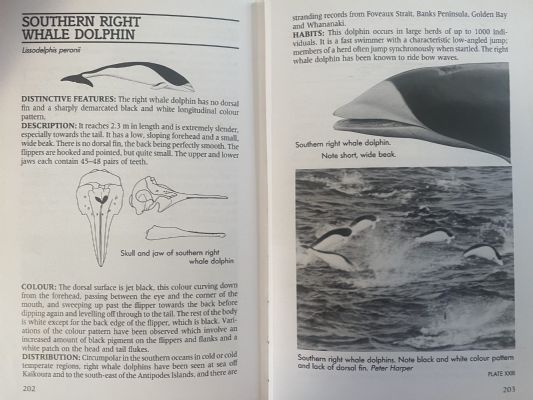 MAMMALS OF NEW ZEALAND: A complete guide to all species of land and marine mammals