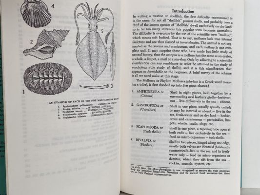SHELLS OF NEW ZEALAND: An Illustrated Handbook