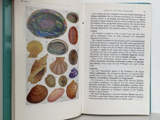 SHELLS OF NEW ZEALAND: An Illustrated Handbook