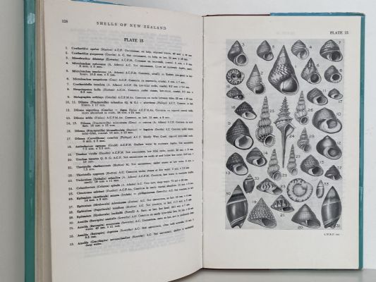 SHELLS OF NEW ZEALAND: An Illustrated Handbook