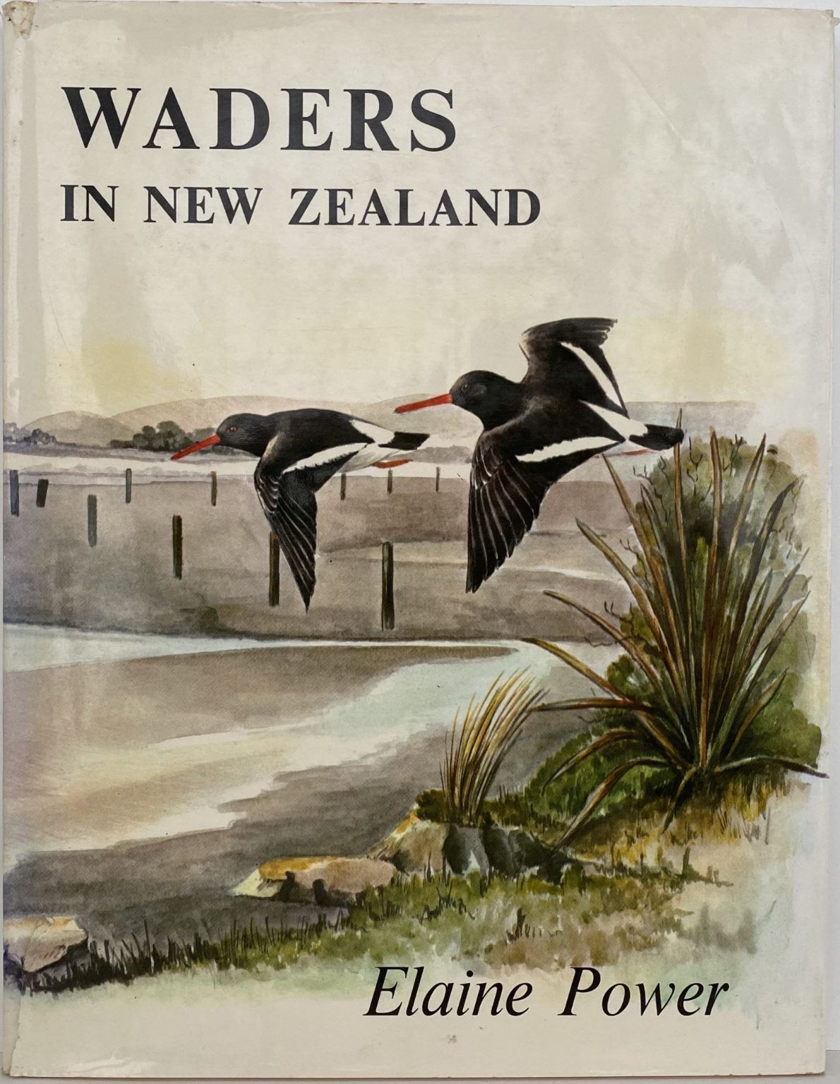 Waders in New Zealand