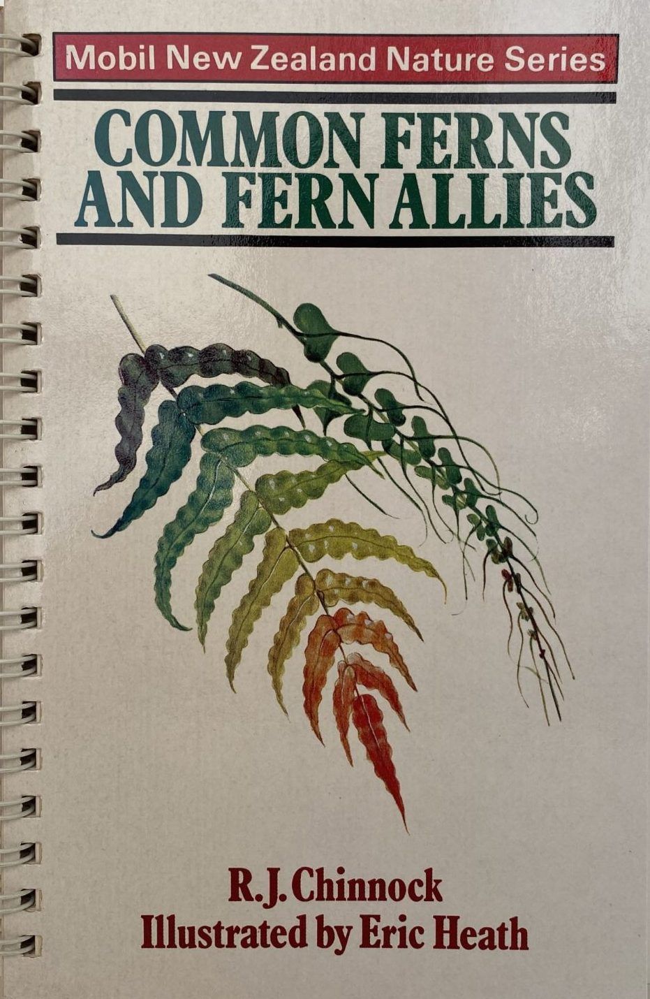 COMMON FERNS AND FERN ALLIES