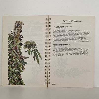 COMMON FERNS AND FERN ALLIES