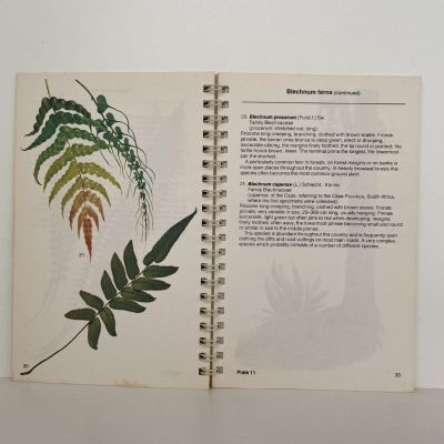 COMMON FERNS AND FERN ALLIES