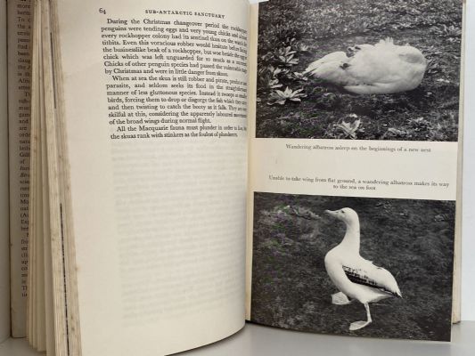 SUB-ANTARCTIC SANCTUARY: Summertime on Macquarie Island