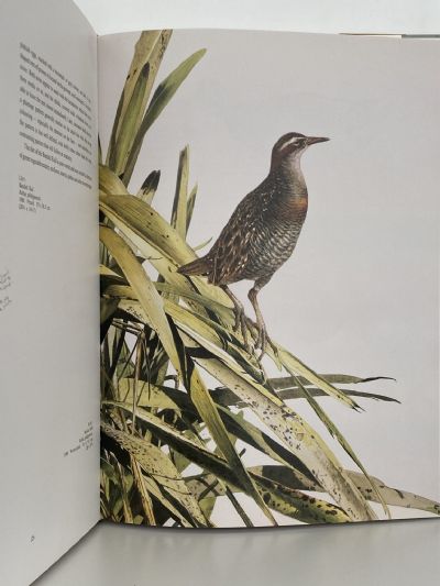 NEW ZEALAND BIRDS: An Artists Field Studies