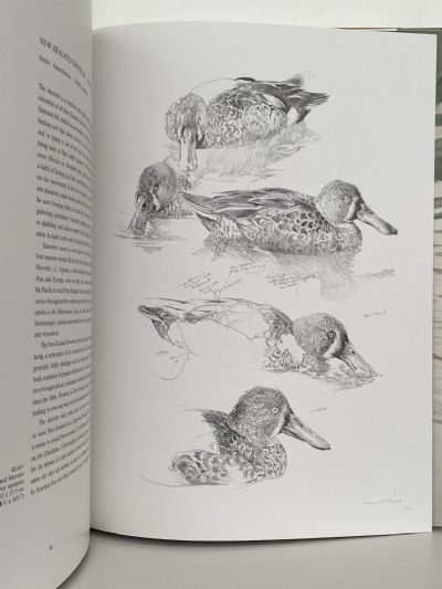 NEW ZEALAND BIRDS: An Artists Field Studies