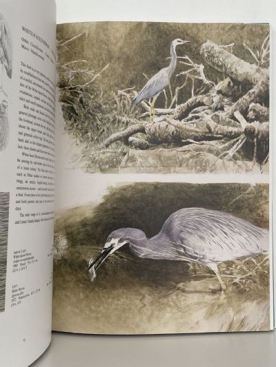 NEW ZEALAND BIRDS: An Artists Field Studies