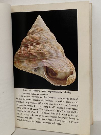 SHELLS OF THE PACIFIC