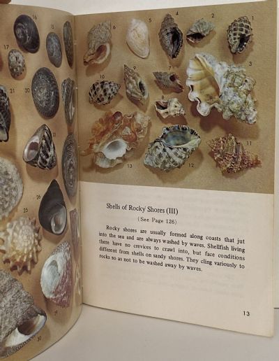 SHELLS OF THE PACIFIC