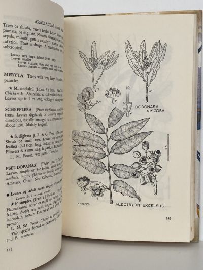 TREES AND SHRUBS OF NEW ZEALAND