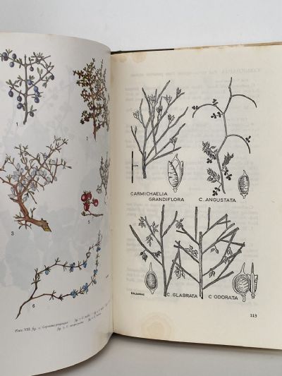 TREES AND SHRUBS OF NEW ZEALAND